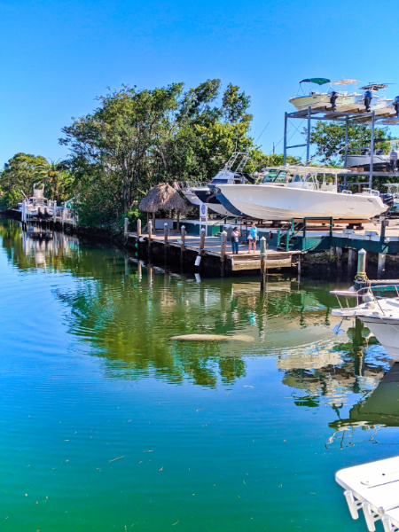 Manatee in Marina at Buzzards Grill Key Largo Florida Keys 2020 1