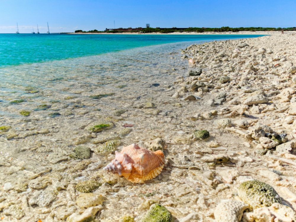 Shell on beach Dry Tortugas National Park