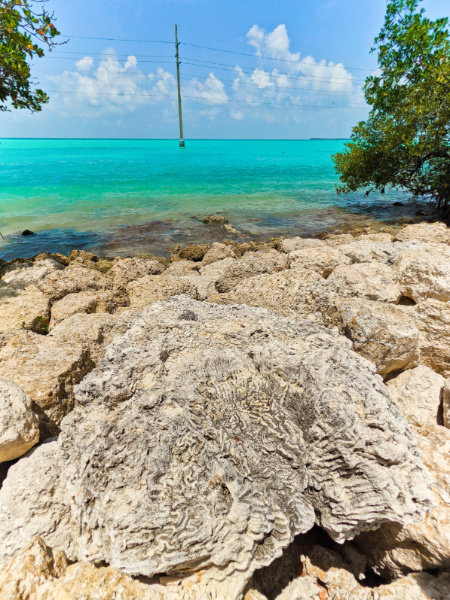 Brain Coral Fossils at Indian Key Fill Florida Keys 1