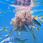 Fish Eating Sargassum at Sombrero Reef National Marine Sanctuary Marathon Florida Keys 2