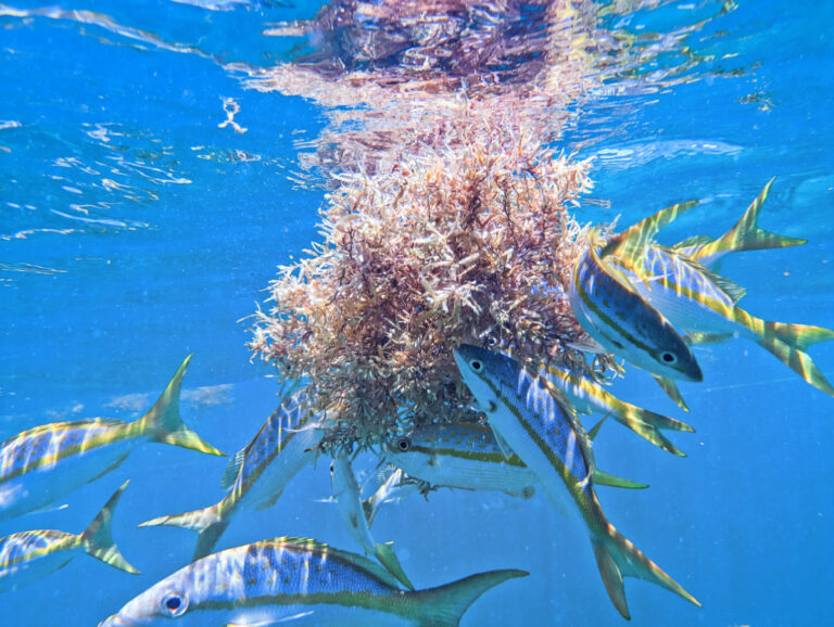 Fish Eating Sargassum at Sombrero Reef National Marine Sanctuary Marathon Florida Keys 2