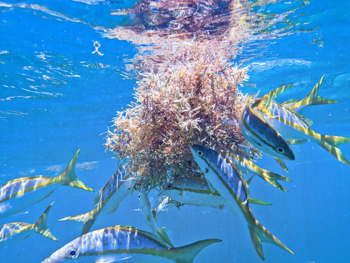 Great Things to do on Marathon and the Lower Keys