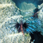 Lion Fish school at Key West National Wildlife Refuge Florida Keys 4