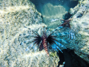 Lion Fish school at Key West National Wildlife Refuge Florida Keys 4