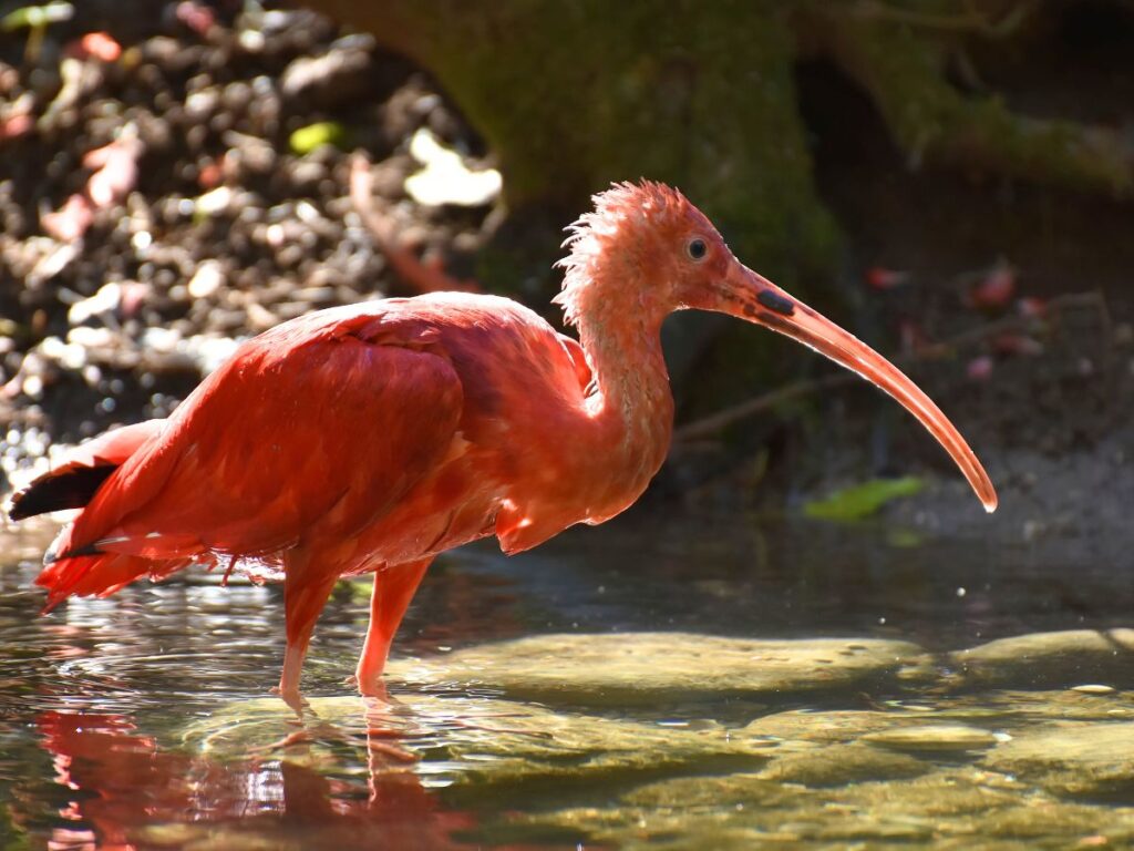 Scarlet Ibis Not Native to Florida Keys
