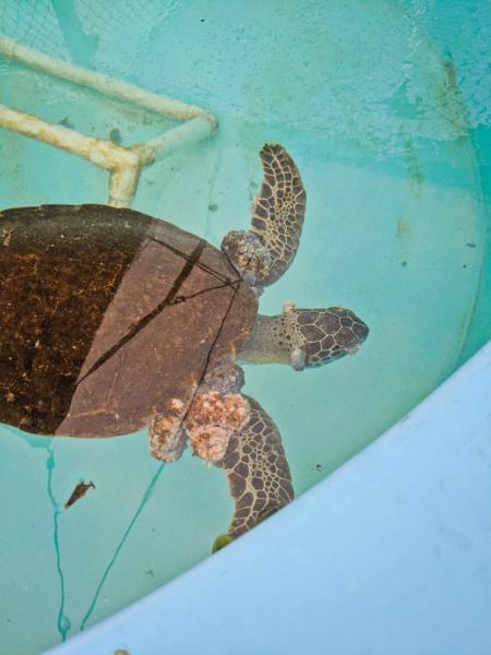 Turtle with tumors at Turtle Hospital Marathon Florida Keys 2020