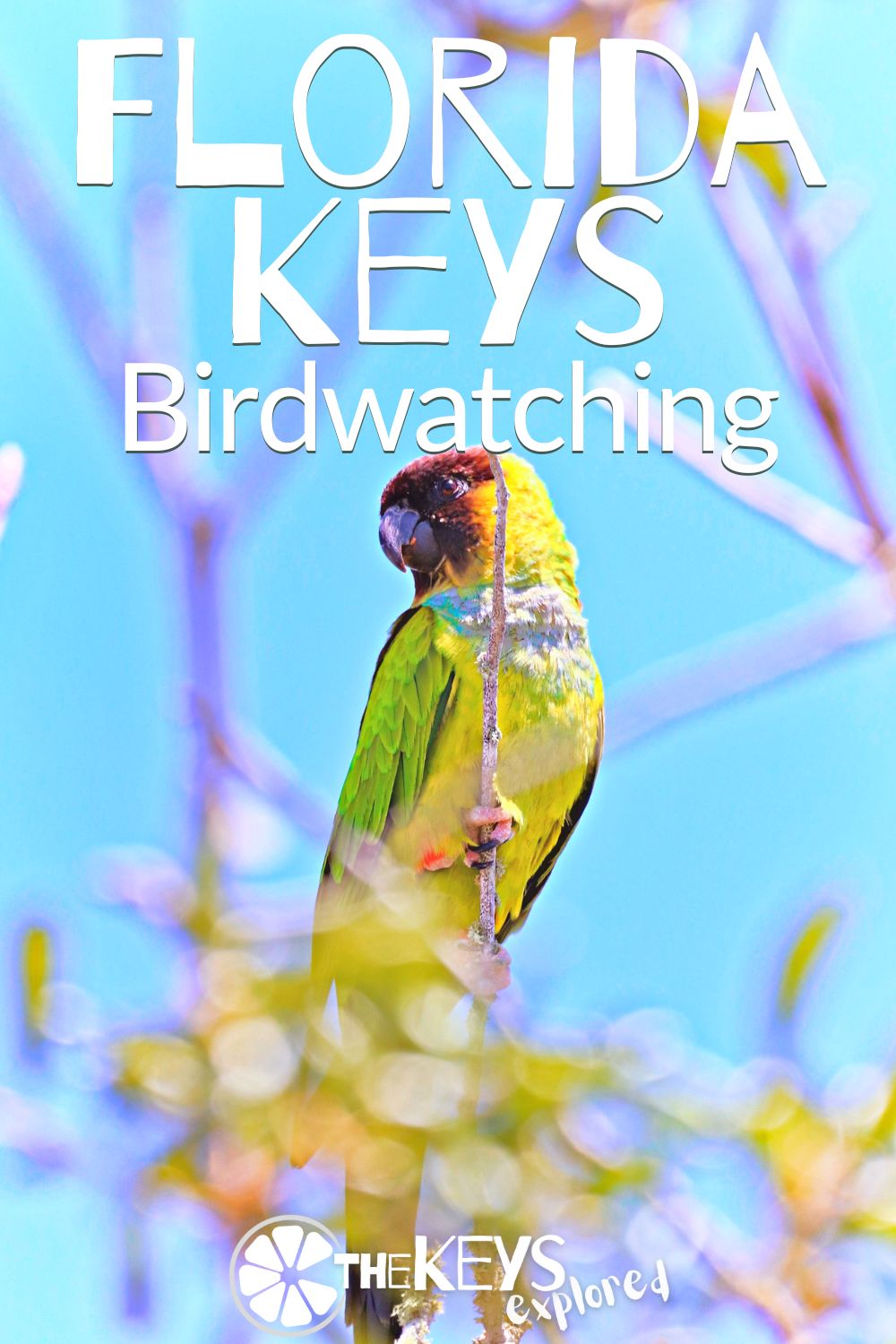 Birdwatching in the Florida Keys is amazing. With a diverse range of bird species inhabiting the area's unique coastal habitats and low-lying tropical forests, we have tips for spotting wildlife and where the best birding in the Keys is!