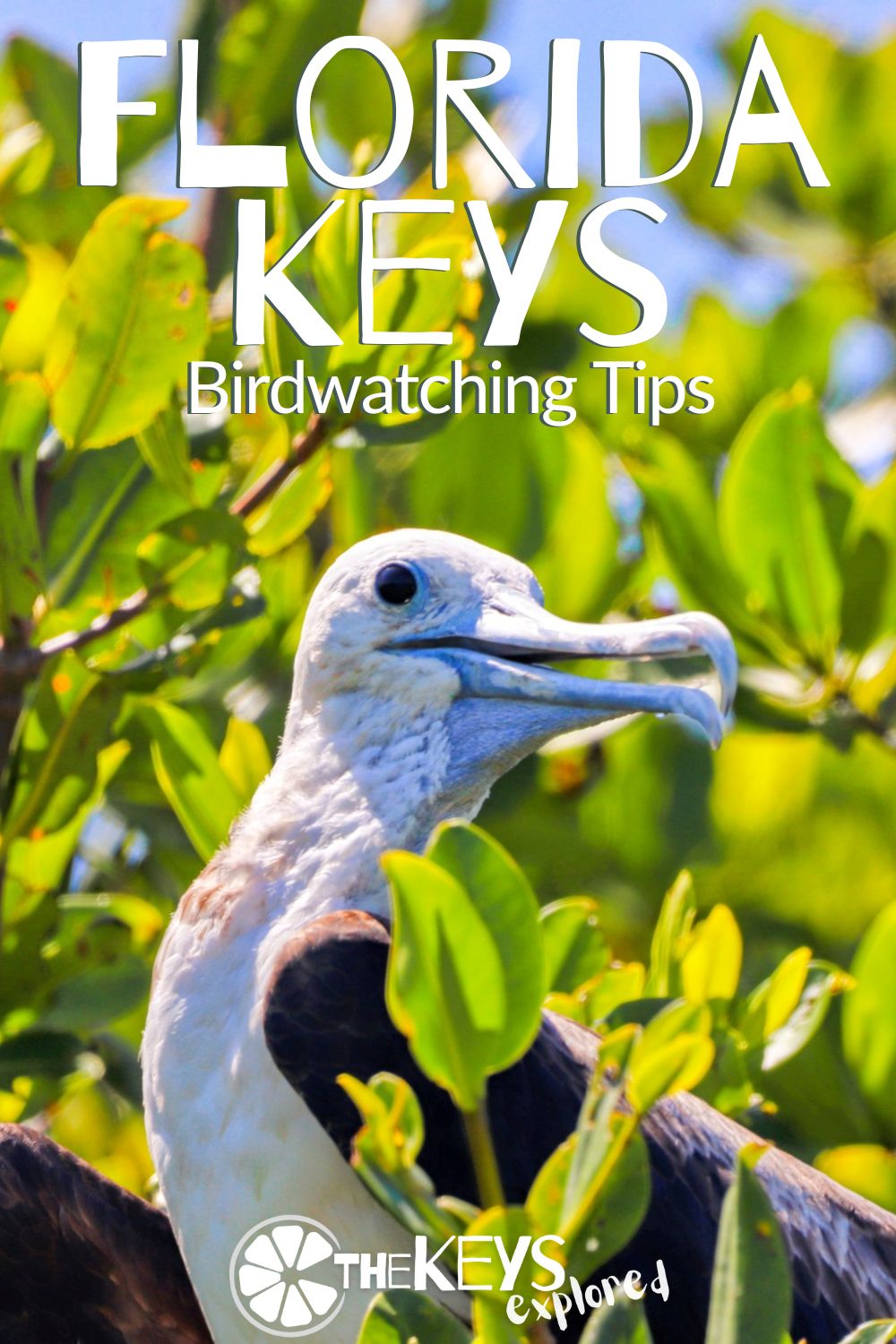 Birdwatching in the Florida Keys is amazing. With a diverse range of bird species inhabiting the area's unique coastal habitats and low-lying tropical forests, we have tips for spotting wildlife and where the best birding in the Keys is!