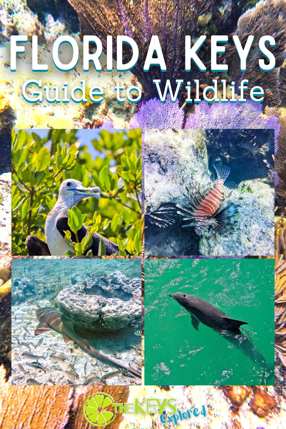 The wildlife in the Florida Keys is just as incredible as the turquoise waters and beautiful resorts. We've picked our favorite creatures to encounter, to dive with, and observe from the land. Tips for wildlife sighting and top tours for responsible wildlife experiences.