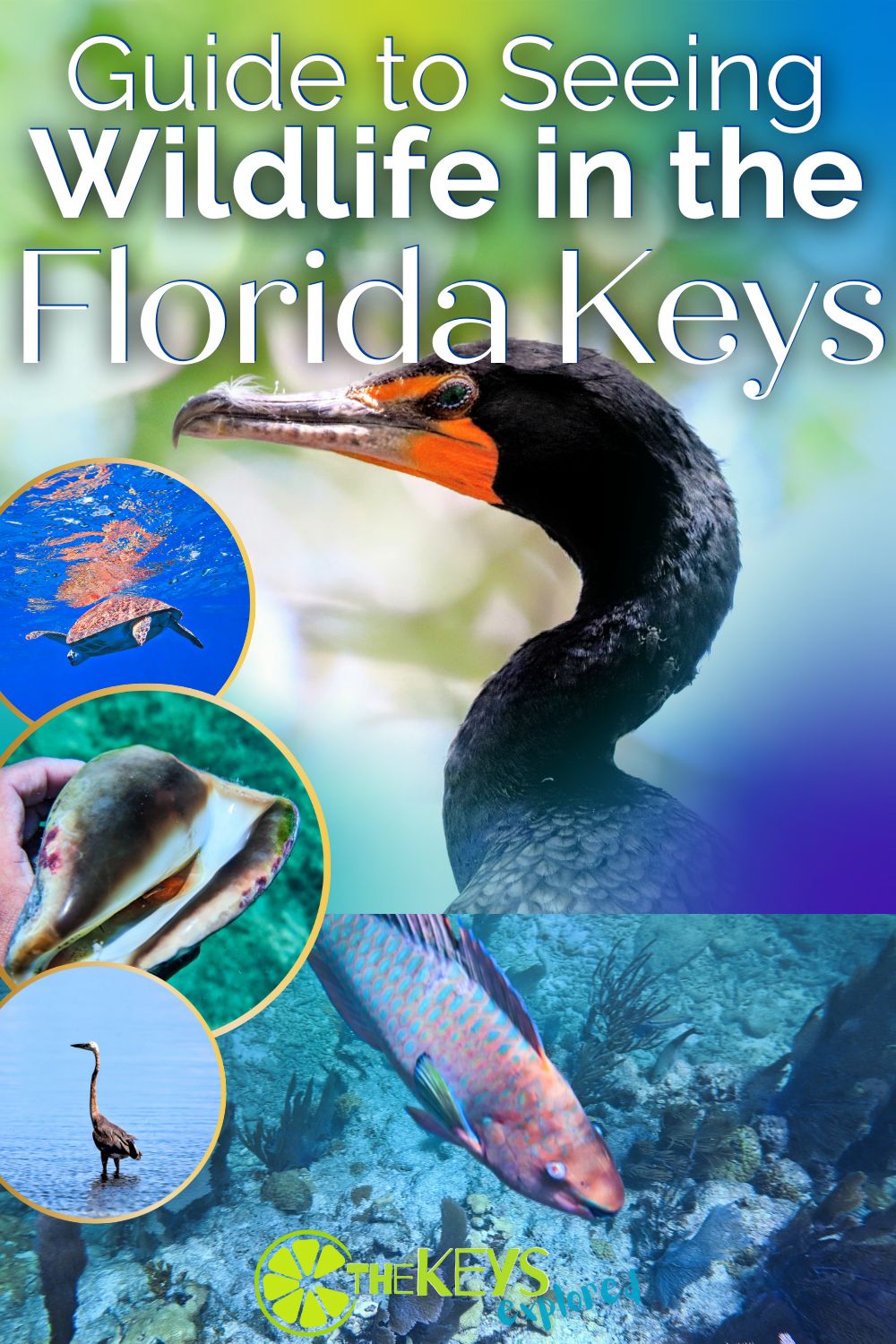 Wildlife in the Florida Keys - Tips for Awesome Wildlife Experiences