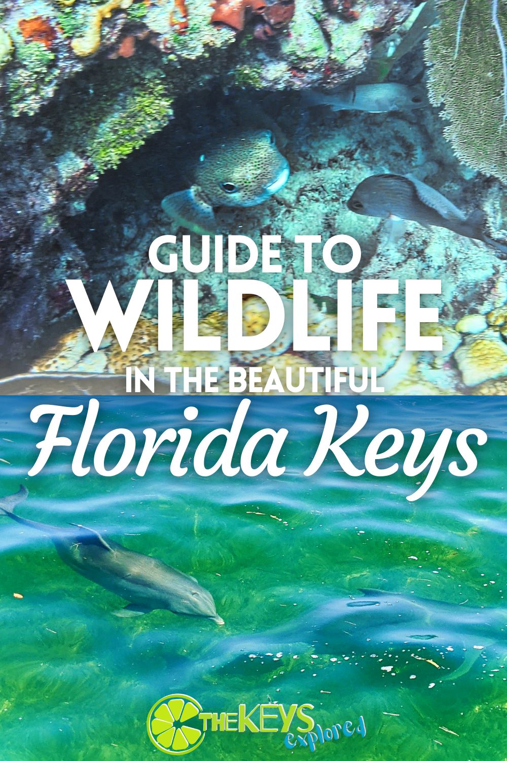 The wildlife in the Florida Keys is just as incredible as the turquoise waters and beautiful resorts. We've picked our favorite creatures to encounter, to dive with, and observe from the land. Tips for wildlife sighting and top tours for responsible wildlife experiences.