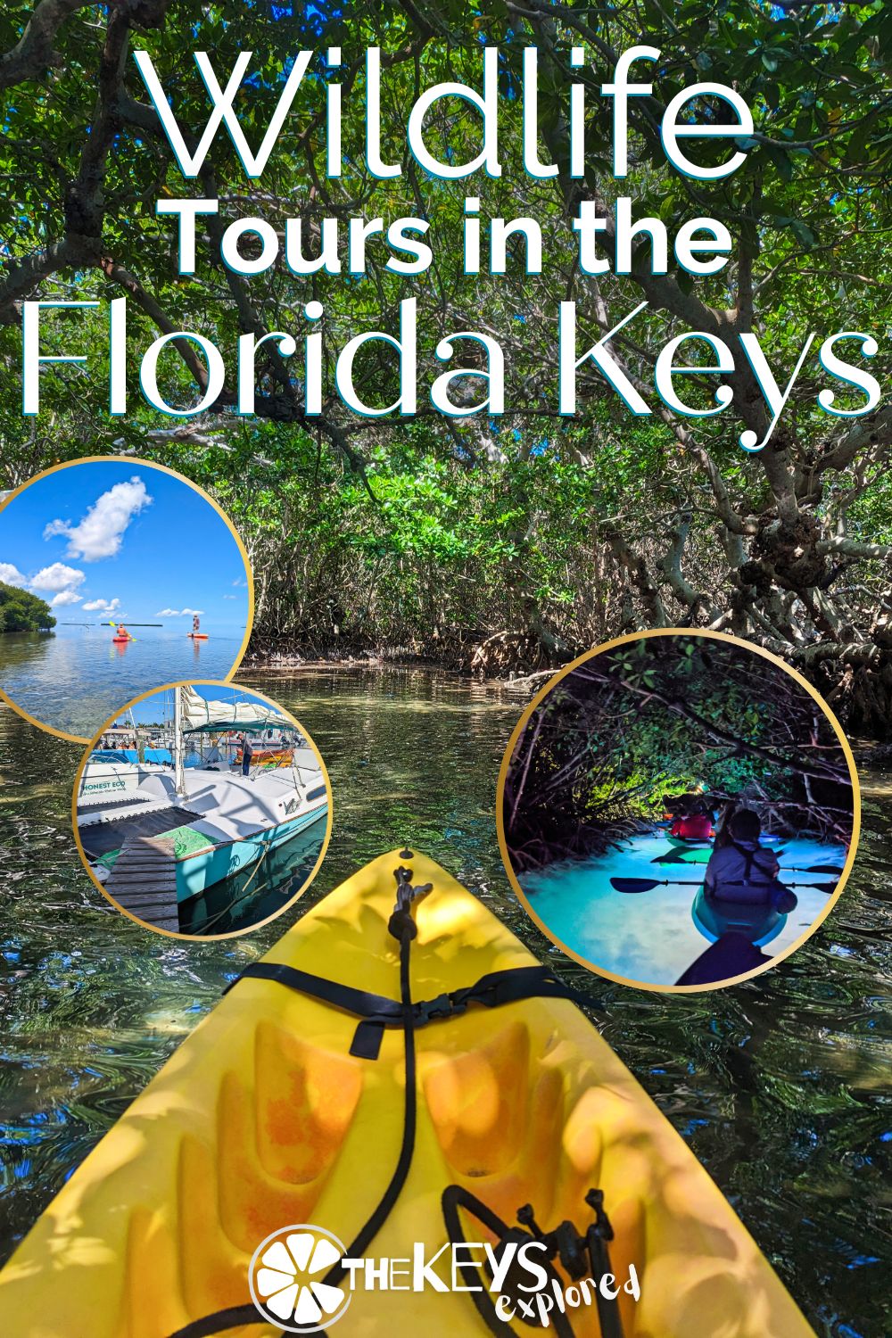 There are lots of great wildlife tours in the Florida Keys, for everything from seeing dolphins to diving at beautiful reefs. We've picked our favorite wildlife tours including kayaking, sailing and catamarans to help visitors plan great experiences.