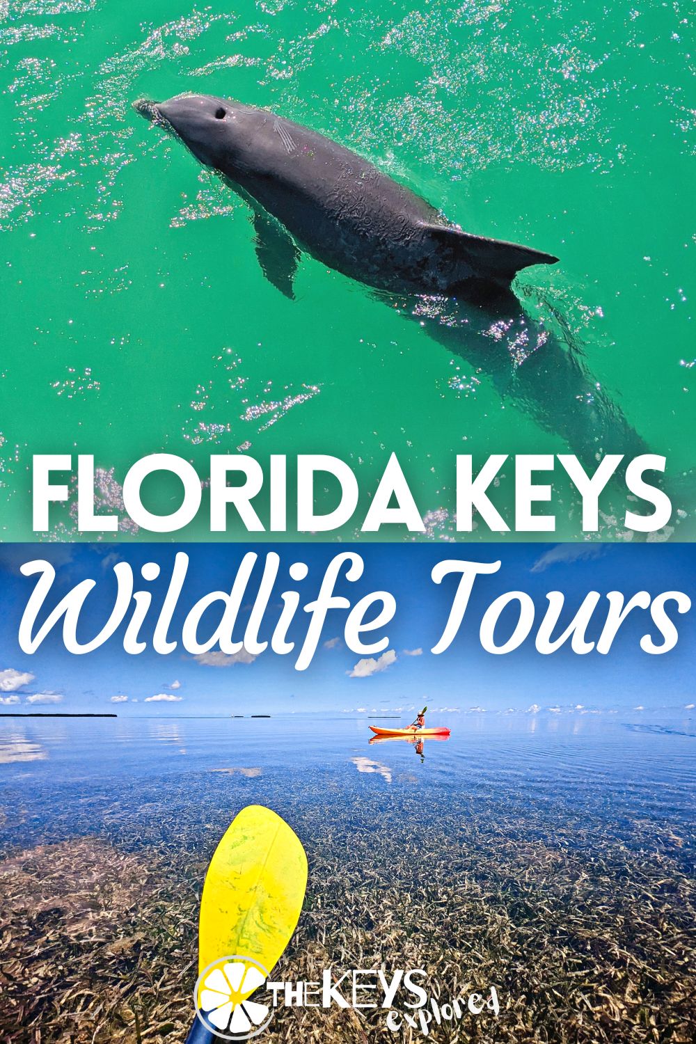 There are lots of great wildlife tours in the Florida Keys, for everything from seeing dolphins to diving at beautiful reefs. We've picked our favorite wildlife tours including kayaking, sailing and catamarans to help visitors plan great experiences.