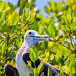 Juvenile Frigate Bird in Key West National Wildlife Refuge Florida Keys 2b