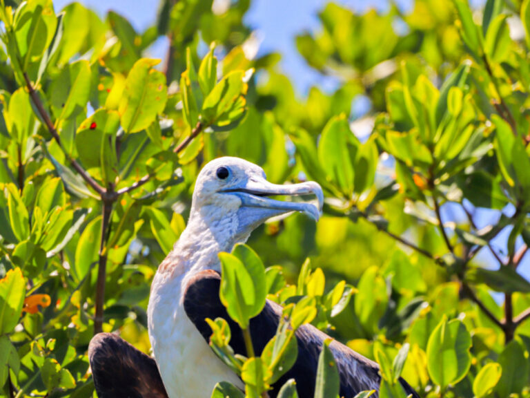 Juvenile Frigate Bird in Key West National Wildlife Refuge Florida Keys 2b