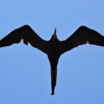 Magnificent Frigate Bird from Below at Big Pine Key Florida Keys 1