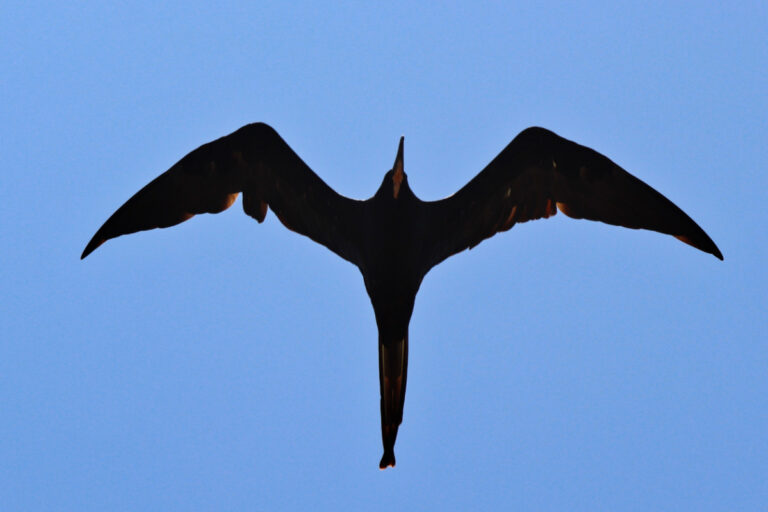 Magnificent Frigate Bird from Below at Big Pine Key Florida Keys 1