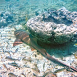 Nurse Shark and Fish with Giant Sponge in Key West National Wildlife Refuge Florida Keys 3