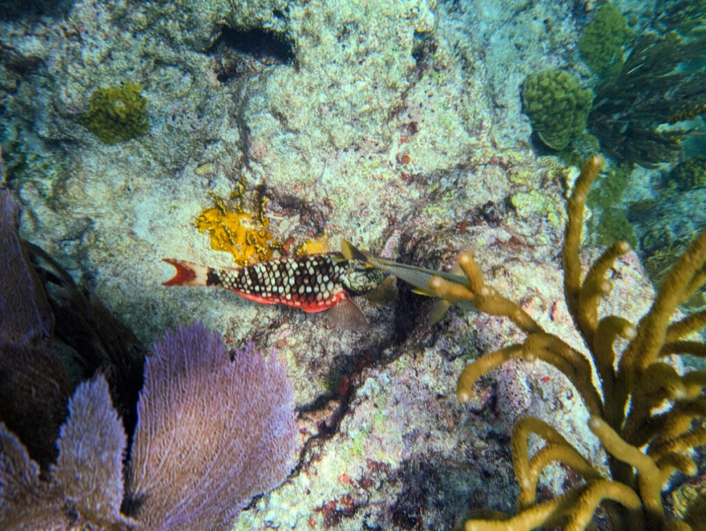 Colorful Tropical Fish at Sombrero Reef National Marine Sanctuary Marathon Florida Keys 4