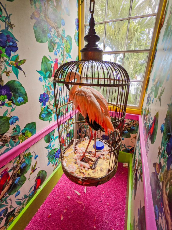 Flamingo in Floral Room at Audubon House and Gardens Key West Florida Keys 2021 1