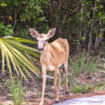 Key Deer on Big Pine Key Florida Keys 1