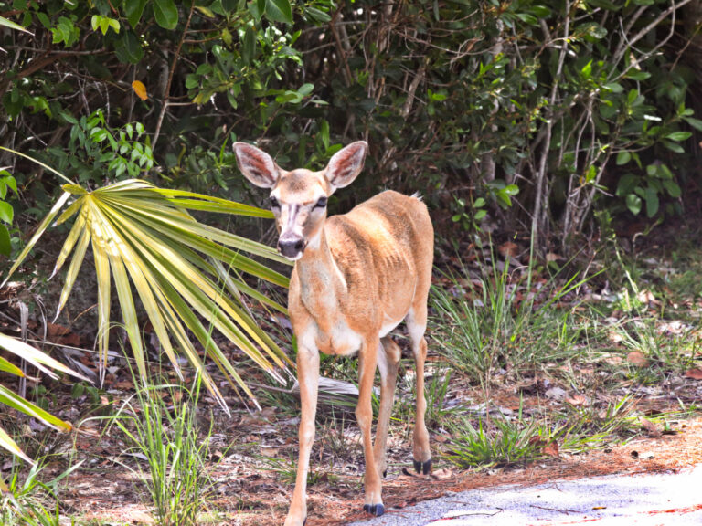 Key Deer on Big Pine Key Florida Keys 1