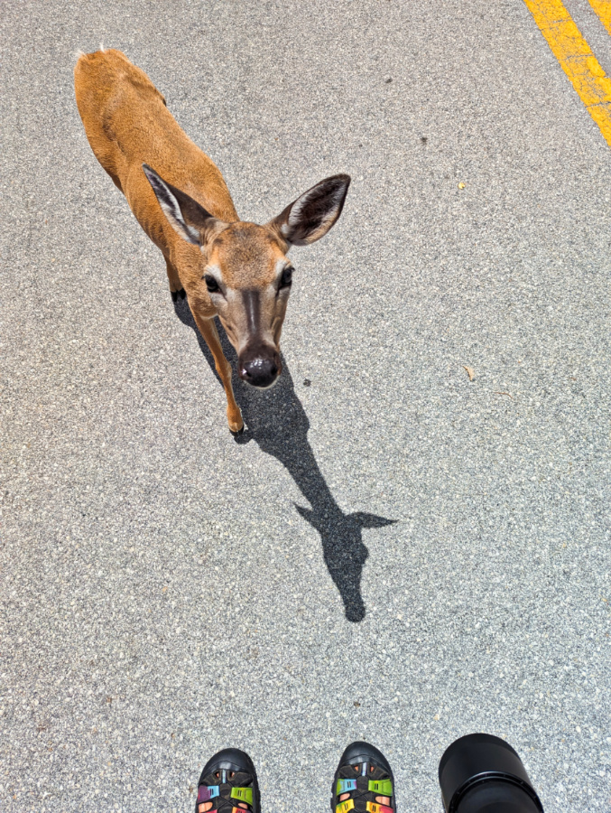 Key Deer on Big Pine Key Florida Keys 2