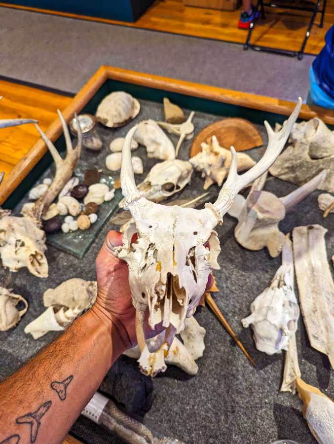 Key Deer skull at Key Deer Refuge Visitor Center Big Pine Key Lower Florida Keys 1