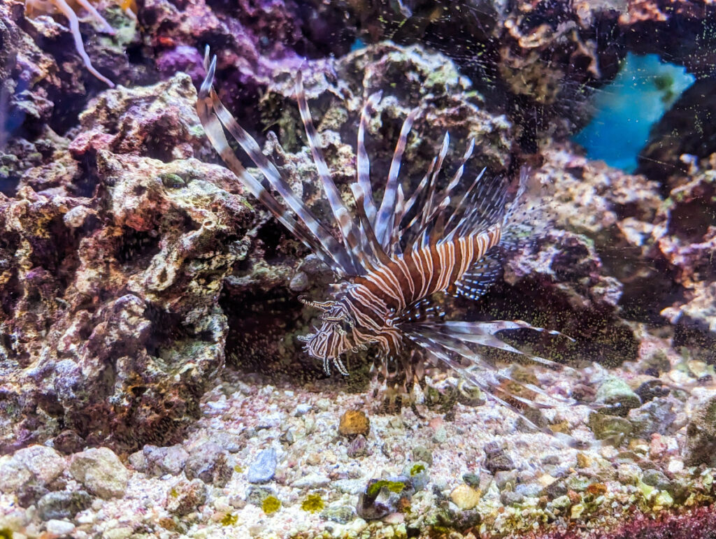 Lion Fish in Aquarium at John Pennekamp Coral Reef State Park Key Largo Florida Keys 1