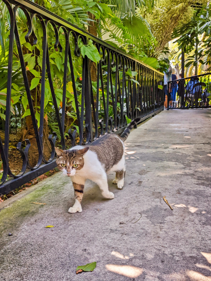 Polydactyl Cat at Hemmingway House Key West Florida Keys 1