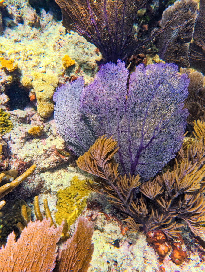 Sea Fans at Sombrero Reef National Marine Sanctuary Marathon Florida Keys 1