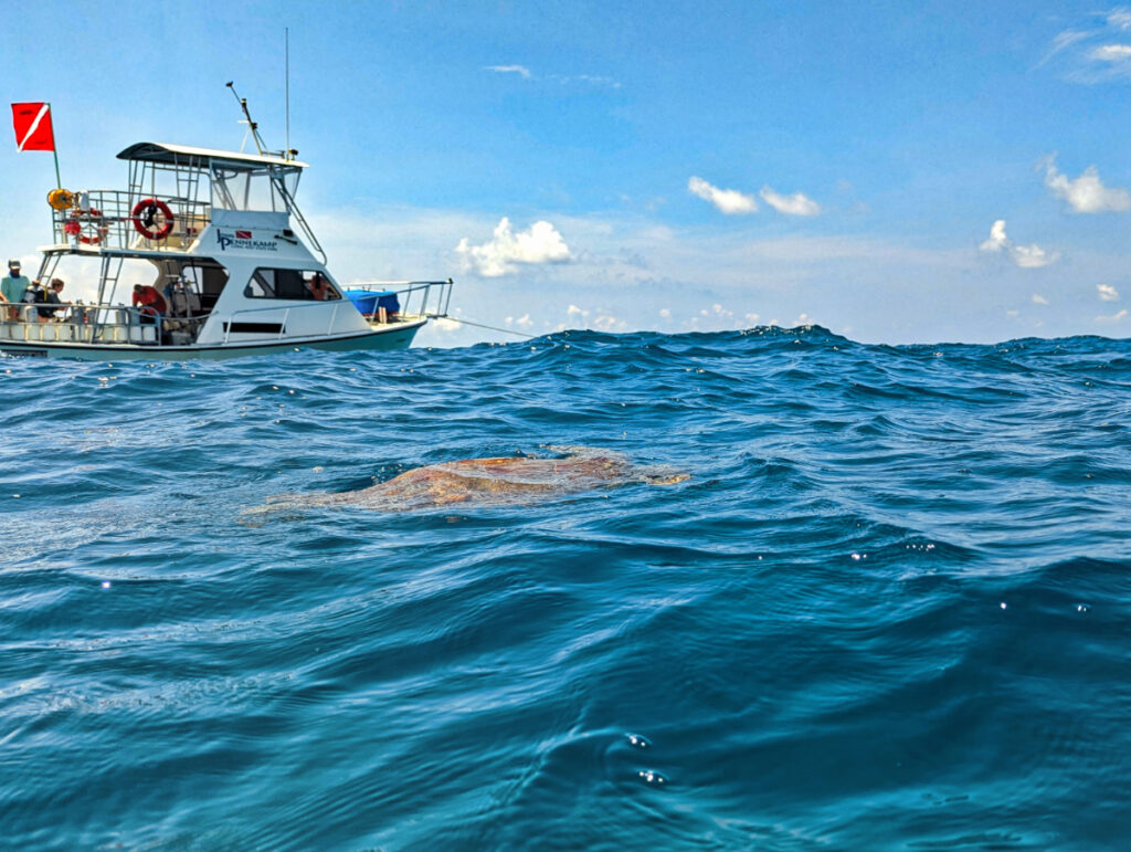 Sea Turtle at Surface with Dive Boat off Key Largo Florida Keys 1