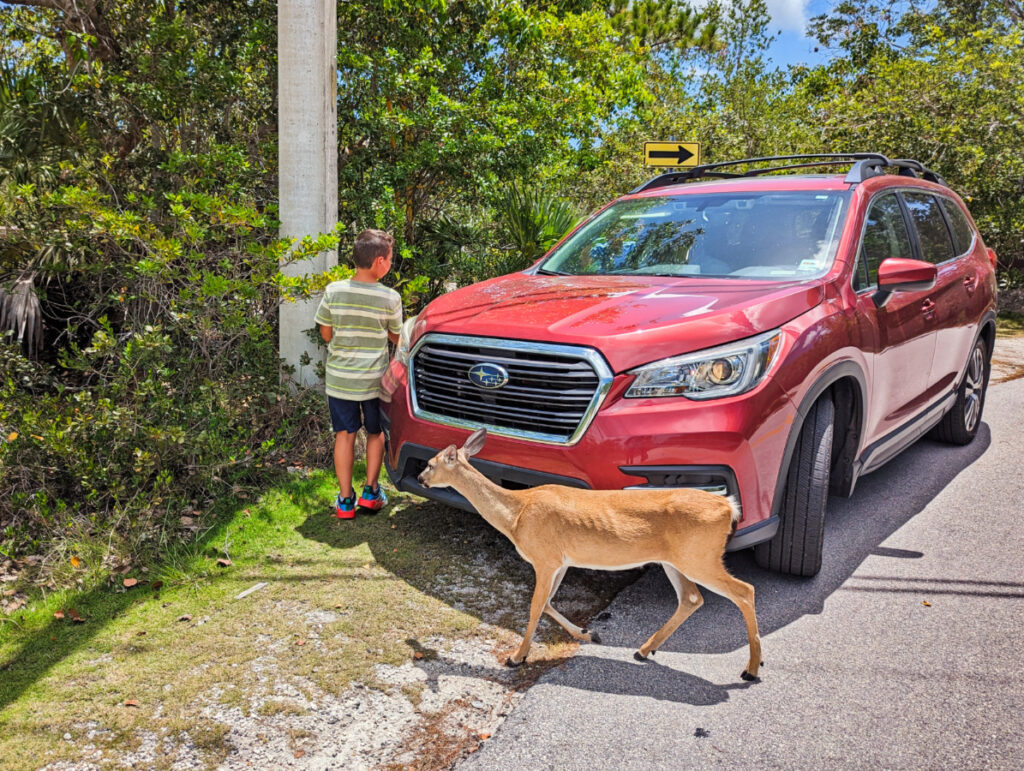 Taylor Family with Key Deer on Big Pine Key Florida Keys 2