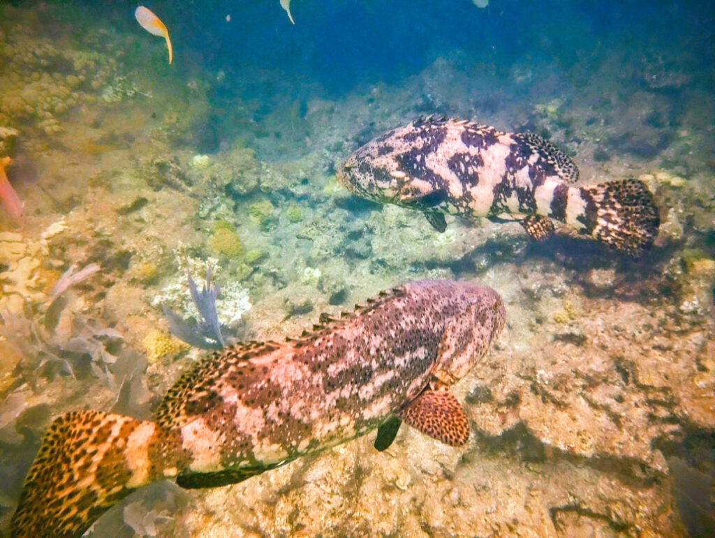 Two Goliath Groupers at Looe Key Reef Florida Keys 1