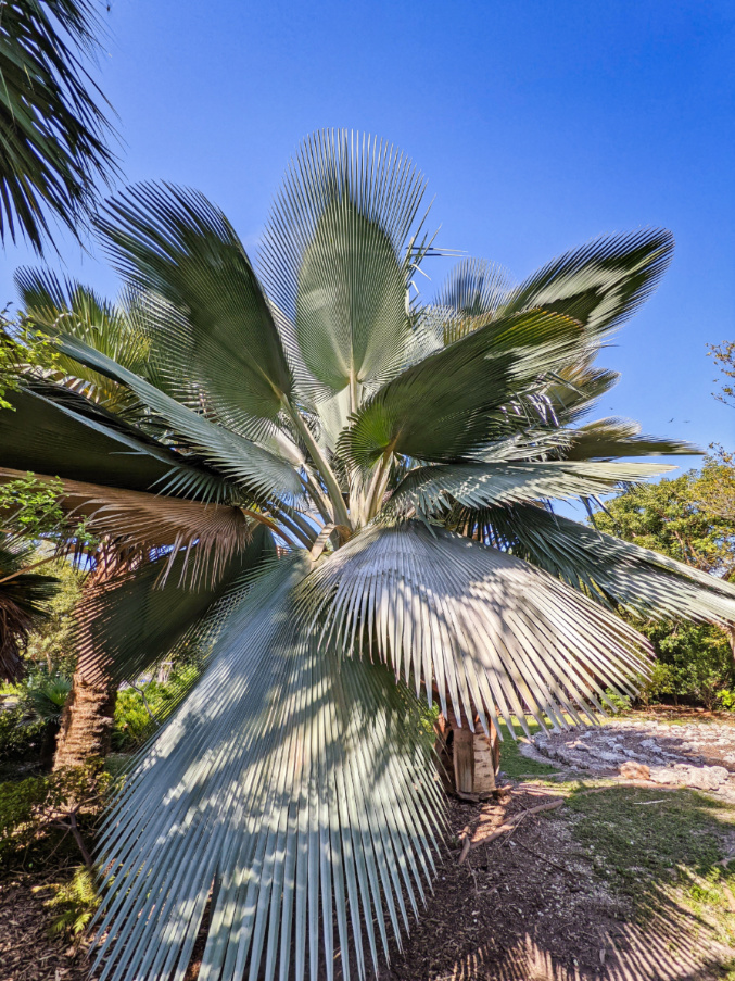 Cuban Palm at Key West Tropical Forest and Botanical Garden Florida Keys 1