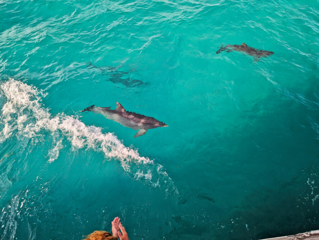 Dolphins during Sunset Watersports Evening Snorkel Tour Key West Florida Keys 3