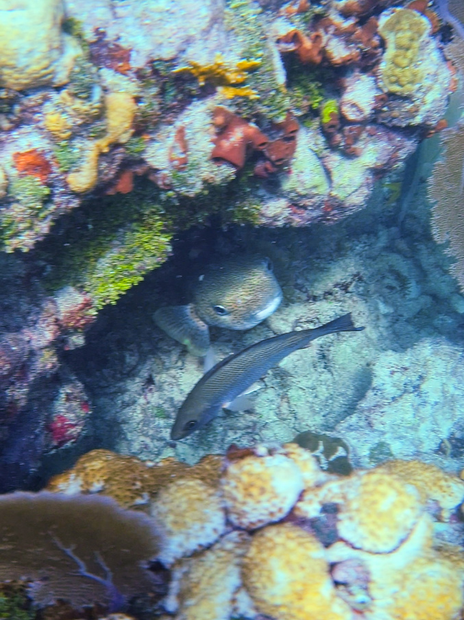 Giant Porcupine Fish at Sombrero Reef National Marine Sanctuary Florida Keys 1