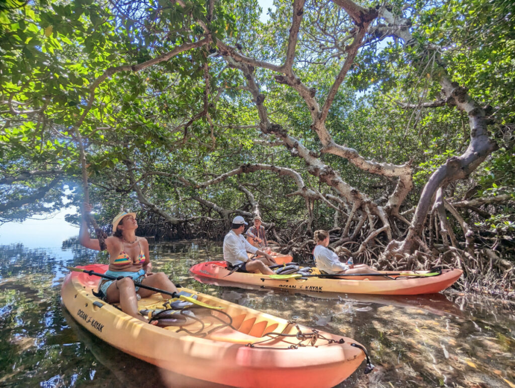 Kayaking in mangroves with Key West Eco Tours Java Cat Florida Keys 1