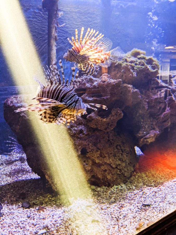 Lion Fish in Key West Aquarium Florida Keys 2020 1