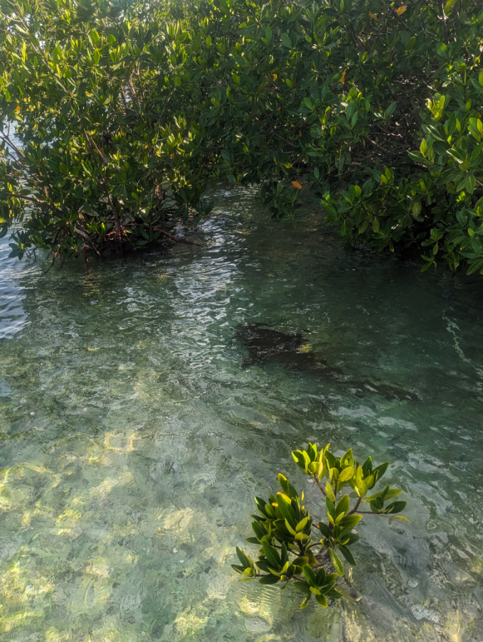 Nurse Shark during Geiger Key Paddle Hut Key West Florida Keys 2