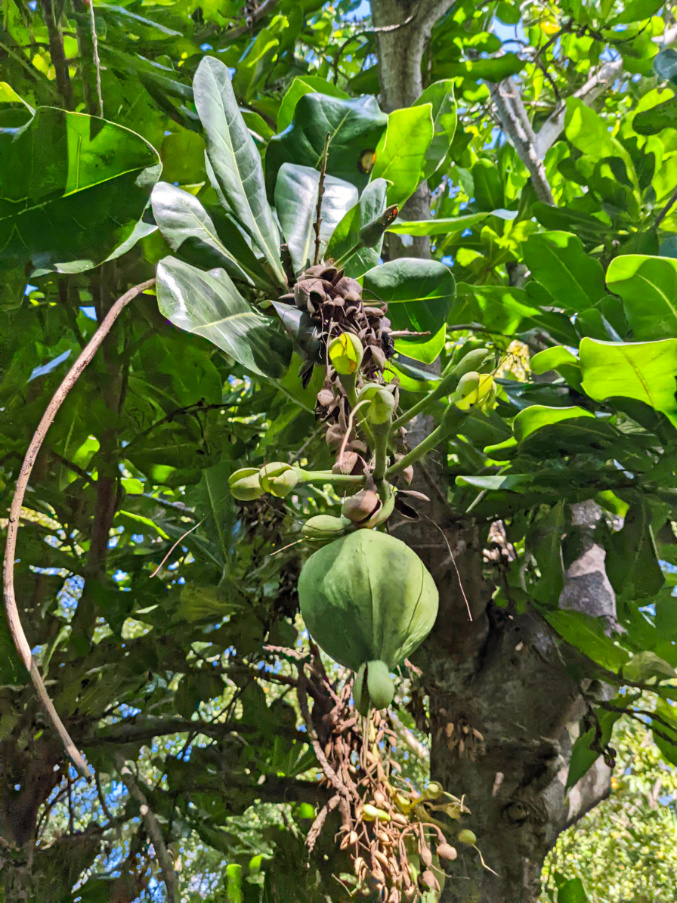 Poisonwood Tree at Key West Tropical Forest and Botanical Garden Florida Keys 1