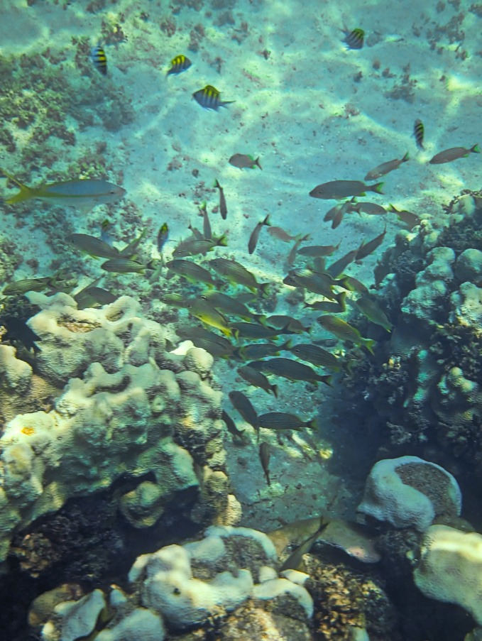 Colorful fish at Sand Key Reef Key West Florida Keys 2