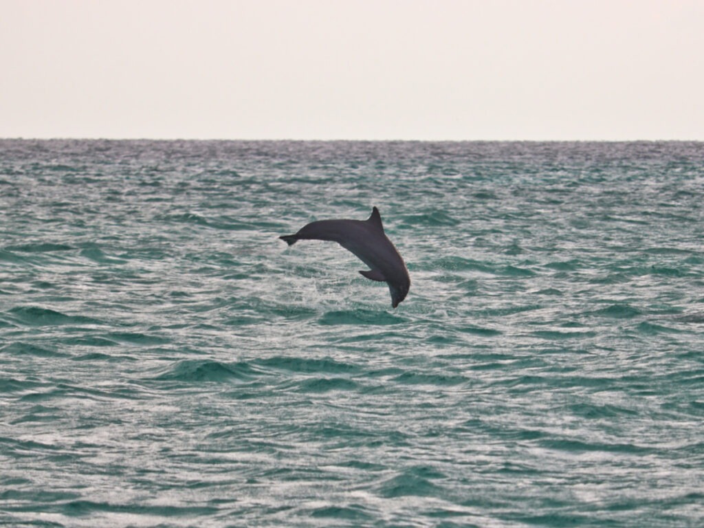 Dolphins jumping in Key West National Wildlife Refuge Florida Keys 1