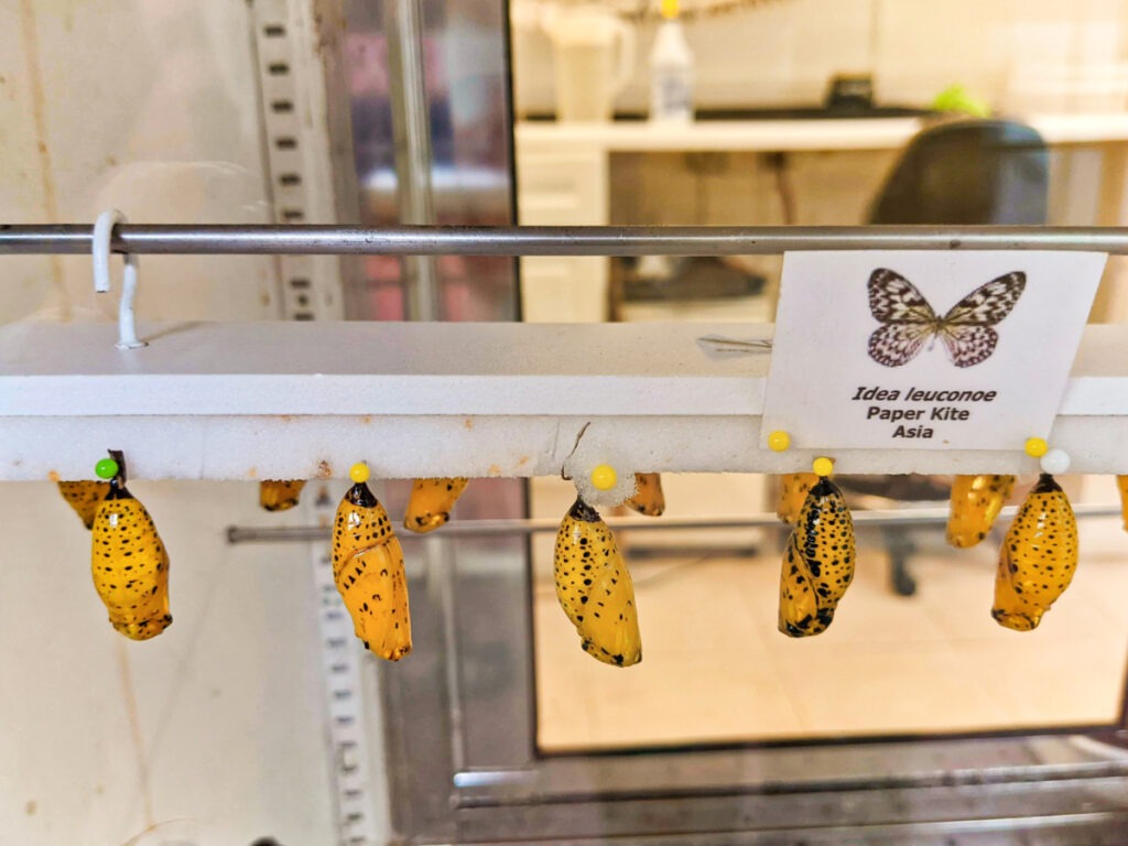 Butterfly Cocoons at Key West Butterfly and Nature Conservatory Florida Keys 1