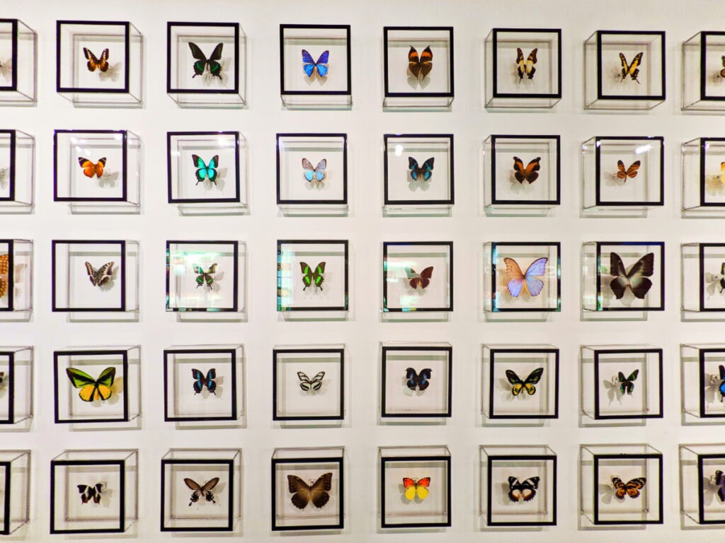 Butterfly Specimens at Key West Butterfly and Nature Conservatory Florida Keys 2