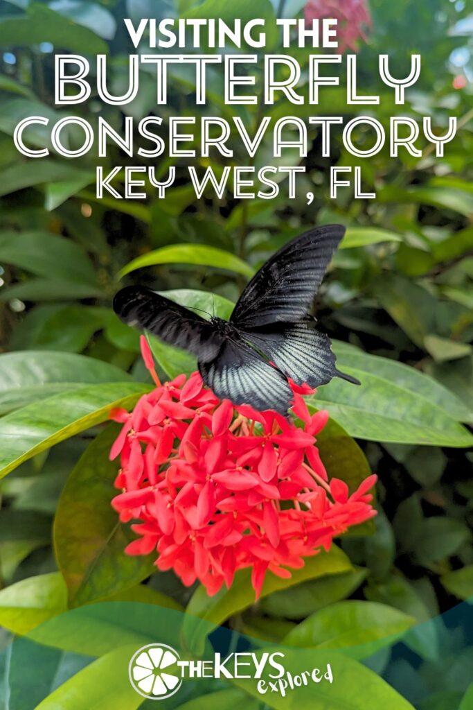 The Key West Butterfly Conservatory is a fun, beautiful place to visit for a break from being on the water in the Florida Keys. Tropical butterflies, birds, flowers and more make this an interesting, relaxing place to visit on an afternoon in Key West.