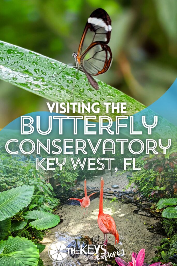 The Key West Butterfly Conservatory is a fun, beautiful place to visit for a break from being on the water in the Florida Keys. Tropical butterflies, birds, flowers and more make this an interesting, relaxing place to visit on an afternoon in Key West.