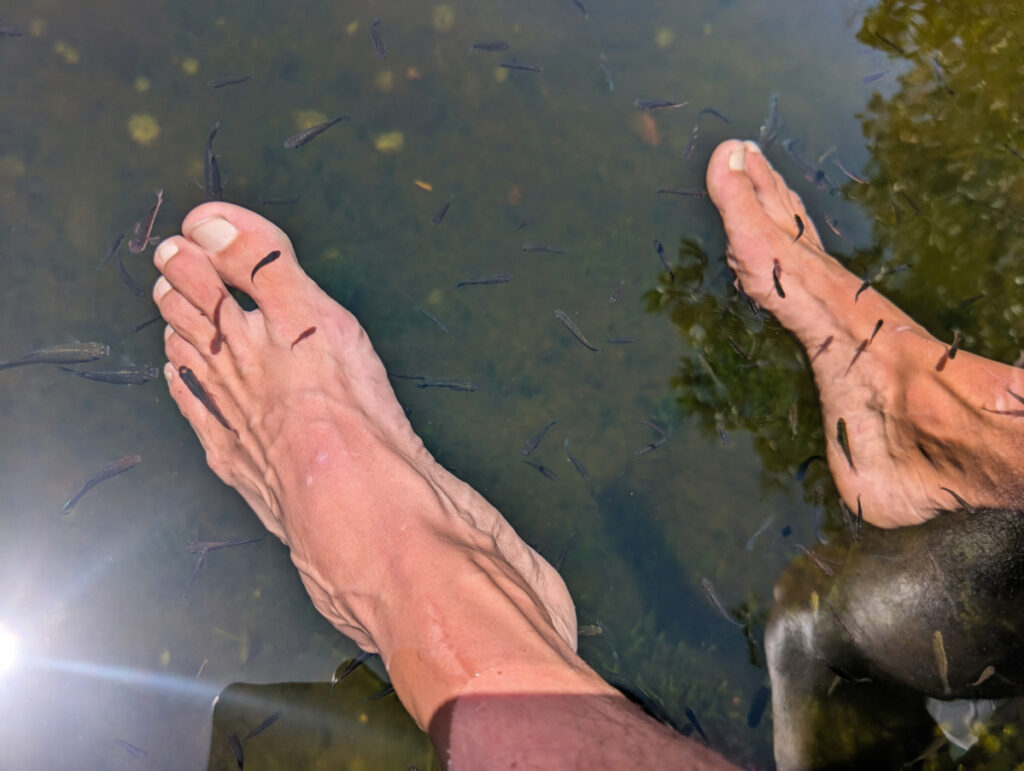 Fish Pedicure at Crane Point Hammock Marathon Florida Keys 1