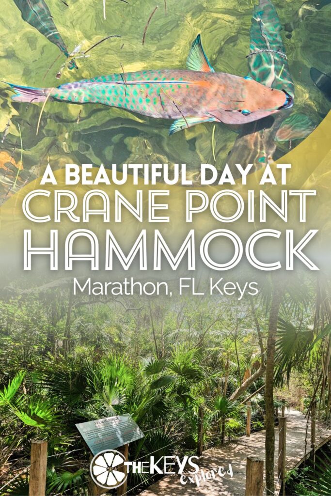 Crane Point Hammock on Marathon in the Florida Keys is a hidden gem with trails, museum exhibits and natural fish pedicures not to be missed. See what to expect from kayaking to picnic spots at this beautiful preserved area in the Middle Keys.