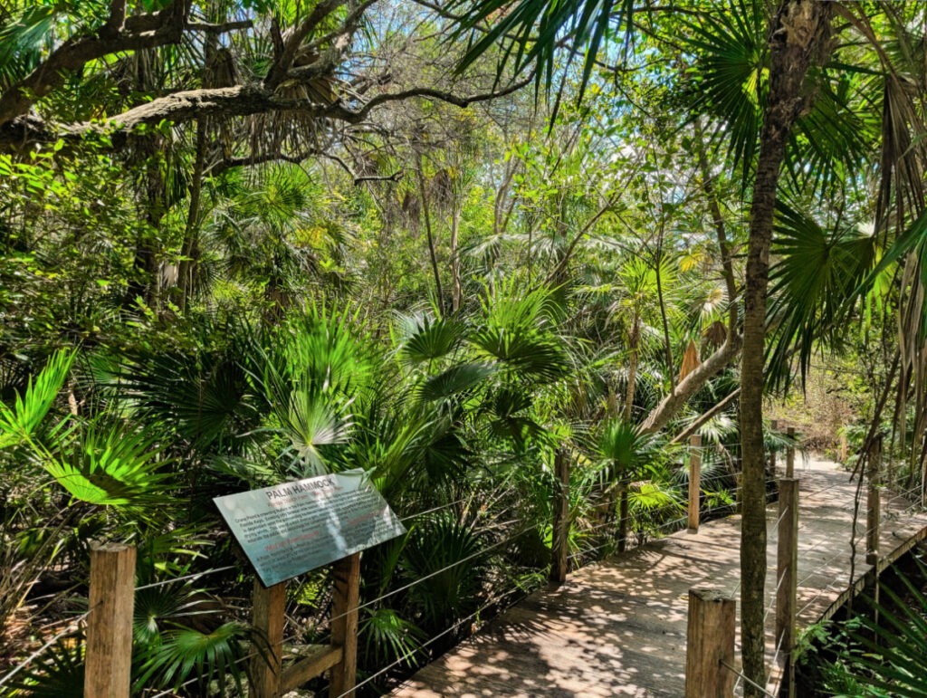 Boardwalk Trail at Crane Point Hammock Preserve Marathon Florida Keys 4